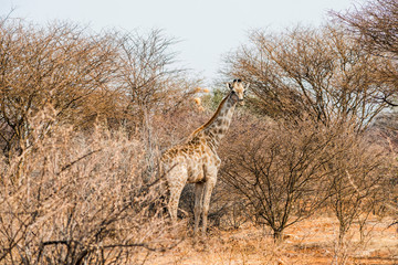 wild giraffe looking