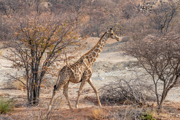 wild giraffe walking