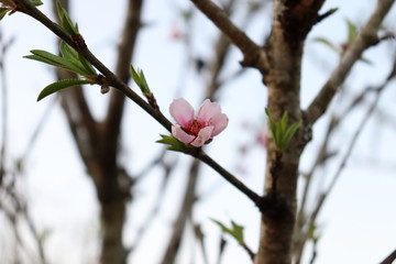 peach blossom