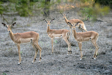 Naklejka na ściany i meble Four Impalas in the jungle looking to the camera. On the nature, many impalas in the wild nature, in the Kruger Park