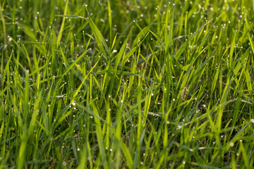 Grass and leaves