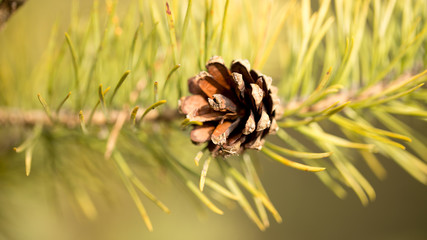 Sprig of pine in the morning sun