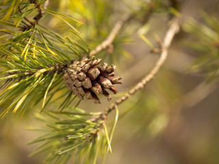Sprig of pine in the morning sun