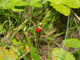 Ripe wild strawberry
