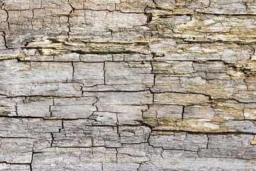 Touchwood texture. Cracked wood pattern. Rotten wood background. Dried dead tree bark.