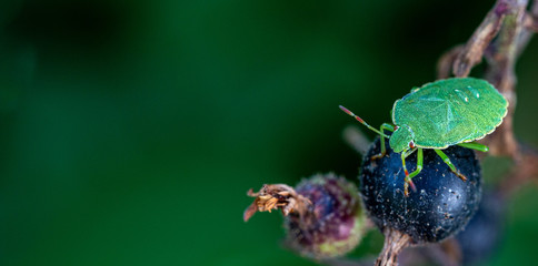 beetle on a rides berry
