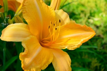 Fototapeta na wymiar Bright colorful yellow daylily shines in the sun in the garden.