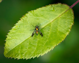 Fly on a leaf at the North Branch Nature Center in Montpelier, Vermont.