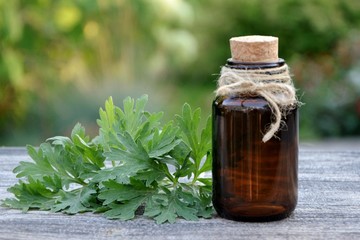 A bottle of herbal tincture and wormwood leaves on a wooden table against the background of the garden close up