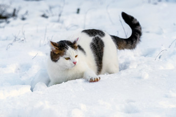Fototapeta na wymiar White spotted cat in winter in the snow