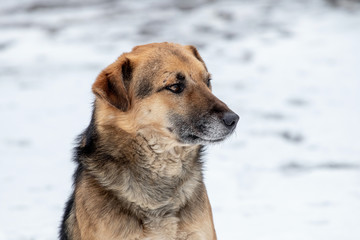 Winter portrait of a dog on a background of snow