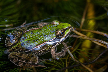 close up of frog in the pond