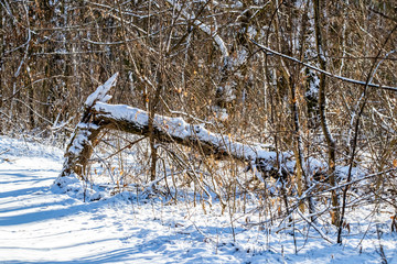 Broken tree in the forest after the storm. Sunny morning in the forest