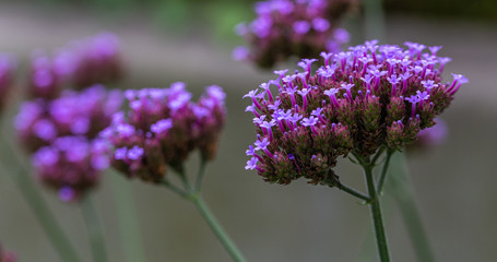 pink flowers in the garden