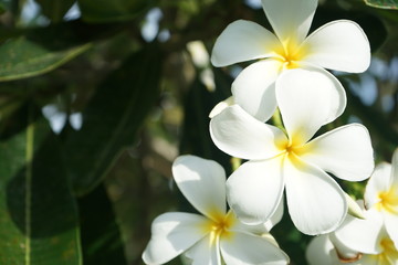 Fototapeta na wymiar frangipani plumeria flower with copy space