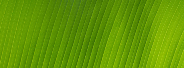 texture of green palm leaf surface