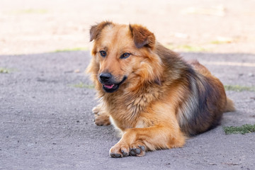 Brown shaggy dog lying on the asphalt