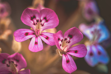 pink flowers in the garden