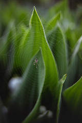 Spider on a web among lilies of the valley in the sunlight. Gardening season. Beautiful green background of plant leaves. Nature concept. Abstract wallpaper.