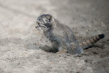 Pallas's cat (Otocolobus manul). Manul is living in the grasslands and montane steppes of Central Asia. Little cute baby manul. Learning process. Small wild kitten. First steps