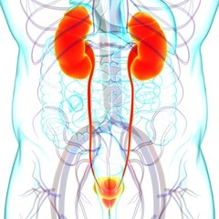 Obraz premium Human Urinary System Kidneys with Bladder Anatomy For Medical Concept 3D