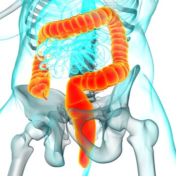 Large Intestine 3D Illustration Human Digestive System Anatomy