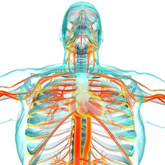 Human Heart With Circulatory System Anatomy For Medical Concept 3D