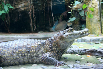 Dangerous reptile lives in natural habitat. crocodile behind glass in zoo