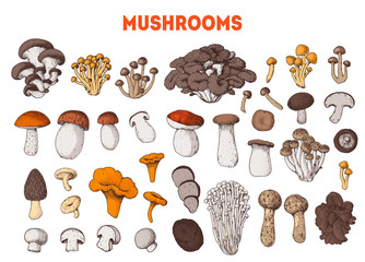 Edible mushrooms hand drawn. Vector illustrations collection. Hand drawn food. Cartoon mushrooms. Organic food. Forest mushrooms. Colorful mushrooms set. Healthy food illustration.