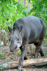 Closeup portrait of tapir looking into camera