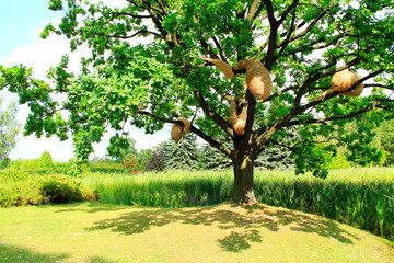 Sprawling oak tree with hornet's nest near lake with cane