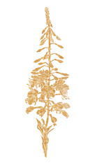 Gold silhouette of flowers of fireweed.