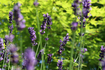 Obraz premium violet lavender flowers in the sunshine