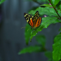 Fototapeta premium butterfly on a flower