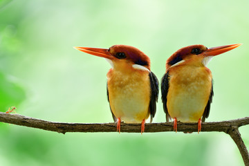Black-backed or oriental dwarf kingfisher perching together on tree branch with little red ant encounter them
