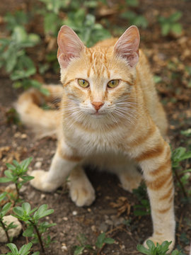 Beautiful ginger cat with piercing yellow eyes in nature.