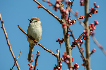A sparrow sitting on a cherry branch close up