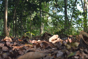 compost from dry leaves. dry leaves in the forest