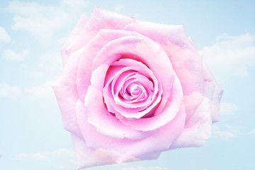Rosa Rose und Wolken