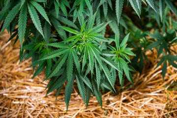 Cannabis Alternative Medicine Marijuana plant