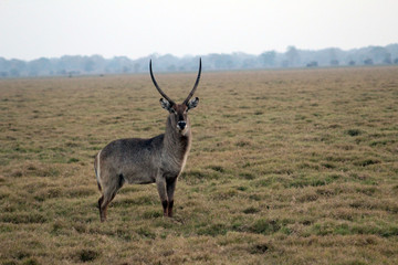 The Inhacoso, from Gorongosa, Mozambique, has become the "great chief" of the Urema floodplain. 