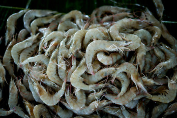 fresh uncooked shrimps for sale at Traditional Seafood Market