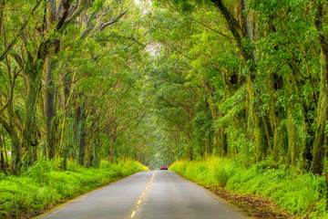 Obraz premium The Tree Tunnel, a beautiful canopy of Eucalyptus trees line Maliuhi Road and shade the first mile of highway 520 and creates a natural gateway to Kauai's South shore.