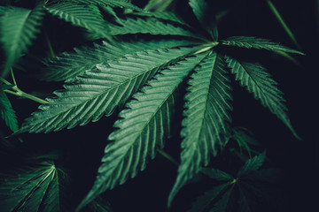 cultivation of marijuana, cannabis leaves background