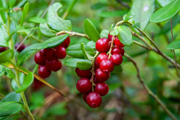 Ripe lingonberries (Vaccínium vítis-idaéa) hang from branches in the wild forest. Red ripe lingonberries in autumn. Berry picking, environmentally friendly.