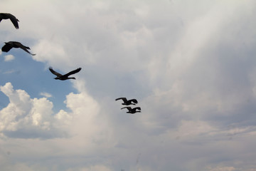 flying birds in the sky