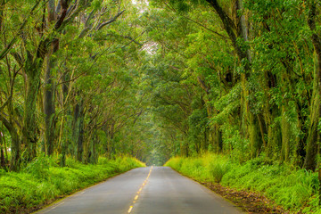 Obraz premium The Tree Tunnel, a beautiful canopy of Eucalyptus trees line Maliuhi Road, they shade the first mile of highway 520 and creates a natural gateway to Kauai's South shore.