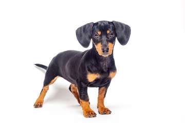 puppy teckel dachshound dog, black and tan, isolated on white background