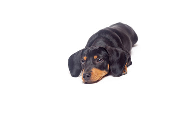 puppy teckel dachshound dog, black and tan, isolated on white background