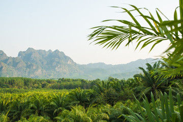 landscape with oil palms in asia